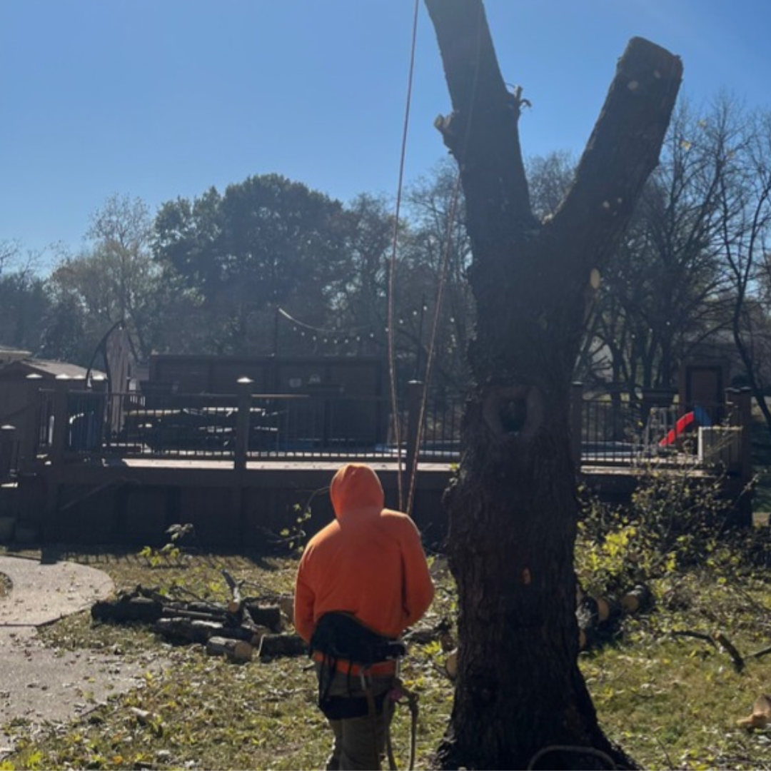 A&B Tree Service Image